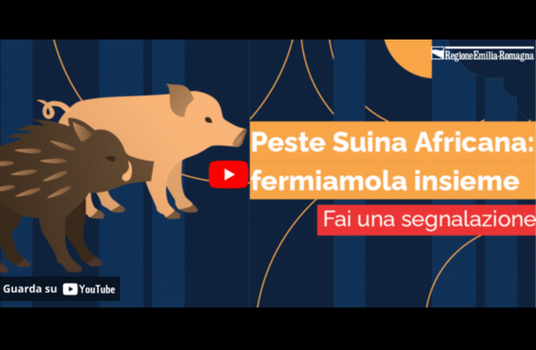 video informativo