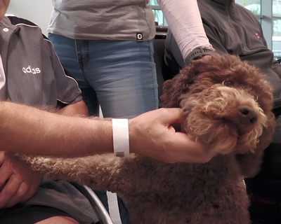 Momenti di pet therapy 5